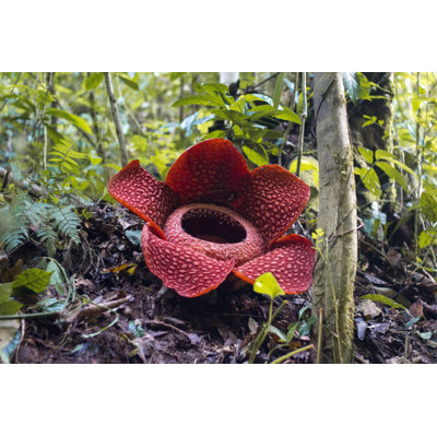 Rafflesia - Photographie sur toile tendue