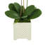 Orchid Floral Arrangement in Pot