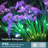 4 Color Solar Powered Flower Lights Pathway Lamp-98495879