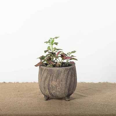 Cache-pot Buellton