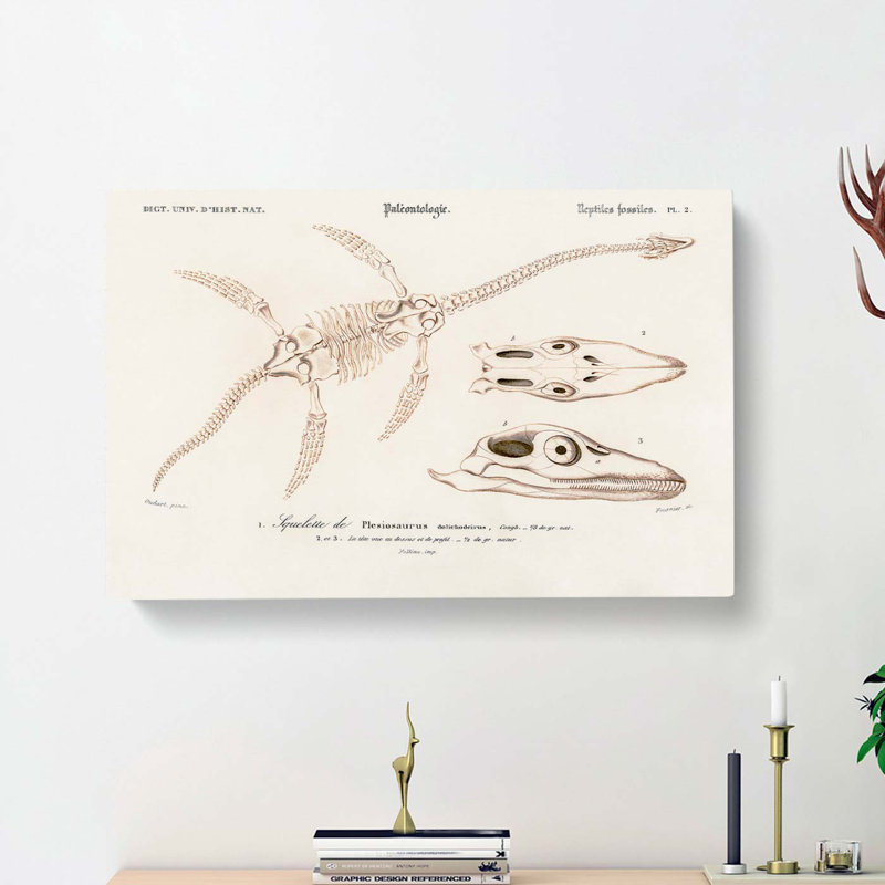 Plesiosaurus Illustration by Charles D'Orbigny - Wrapped Canvas Painting, 35cm H x 50cm W x 3cm D