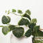 Hanging Plants 90cm Faux String Of Hearts (Ceropegia Woodii) Plant in Planter