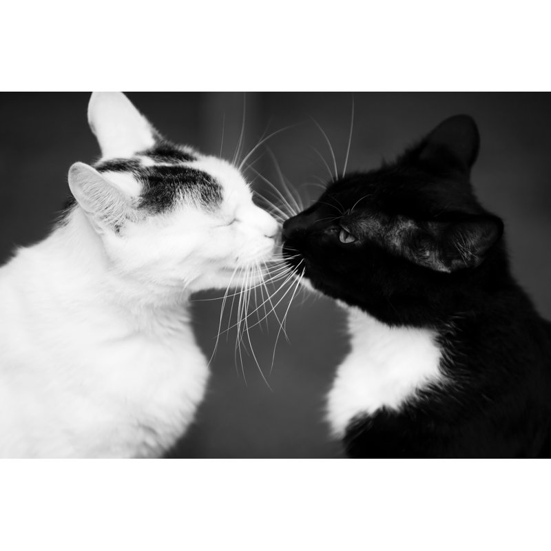 Some Tongue Action by Apastron - Wrapped Canvas Print, 81cm H x 122cm W