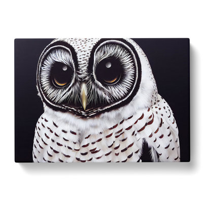 Superb Owl - Wrapped Canvas
