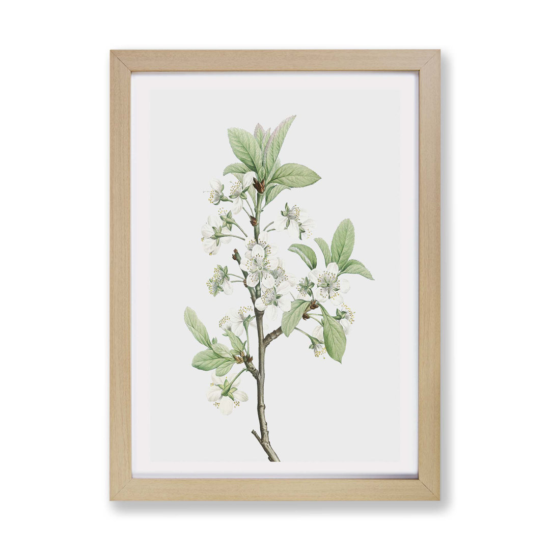 Plum Tree Flowers by Pierre-Joseph Redoute - Framed Print