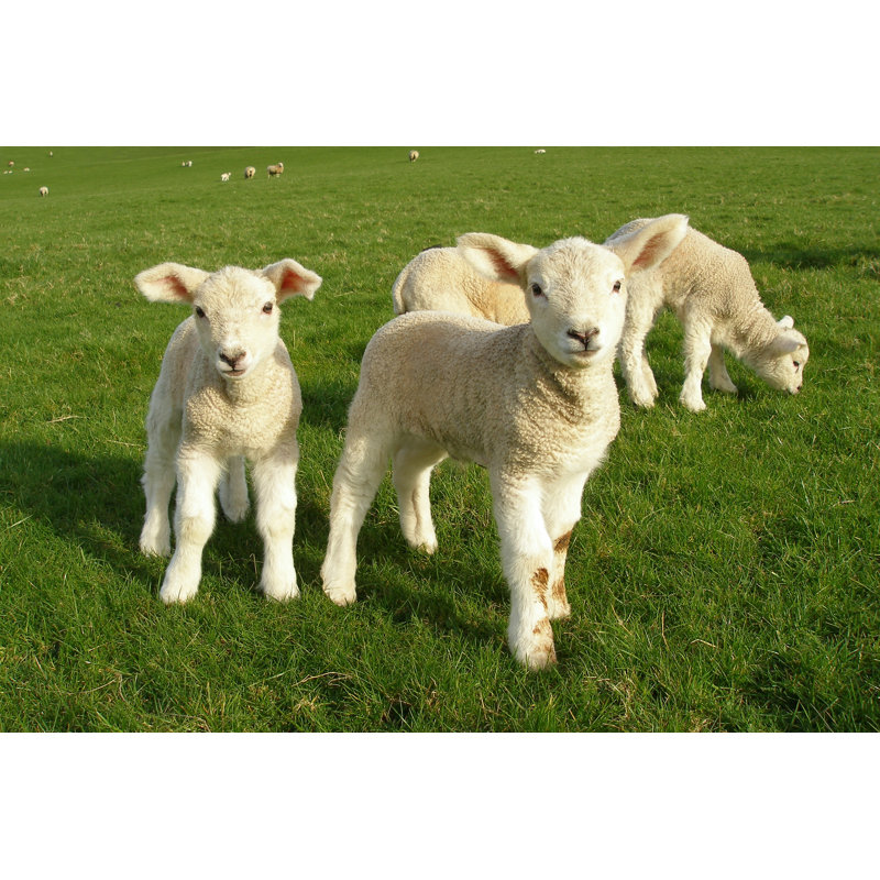 Spring Lambs - Wrapped Canvas Print, 61cm H x 91cm W x 3.8cm D