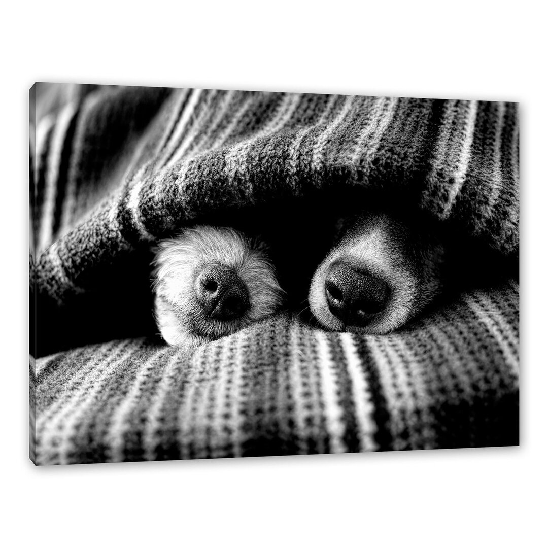 Leinwandbild Dog Snouts Under Blanket