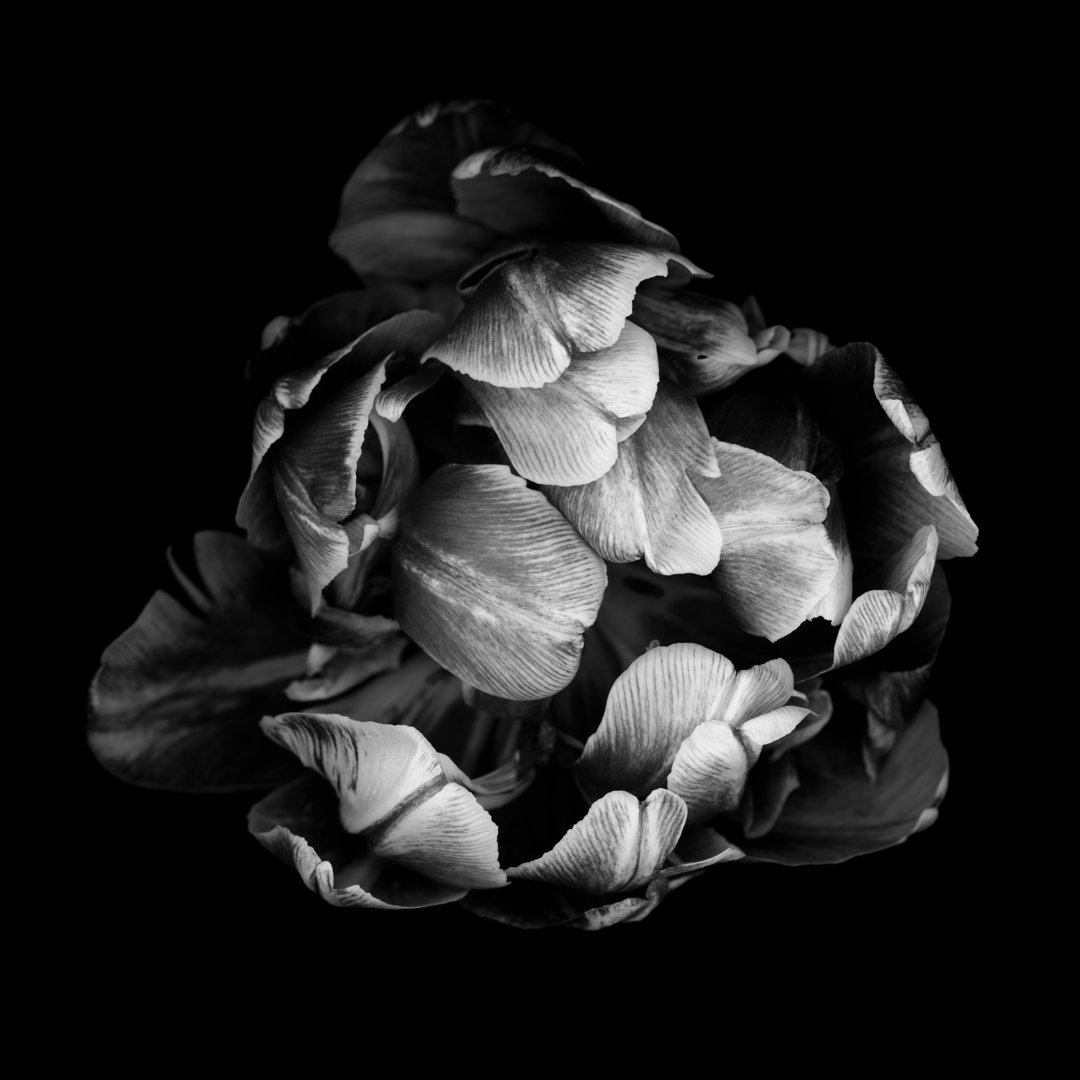 Monochrome Doppelte Tulpe von OG - Leinwand Kunstdrucke