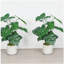 30 po Alocasia artificielle avec pot blanc (ensemble de 2), plante artificielle tropicale réaliste pour la décoration intérieure, le salon, la chambre à coucher et le bureau