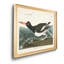 Pied Oyster Catcher - reproduction d'art sur toile-1447824783-1447824782