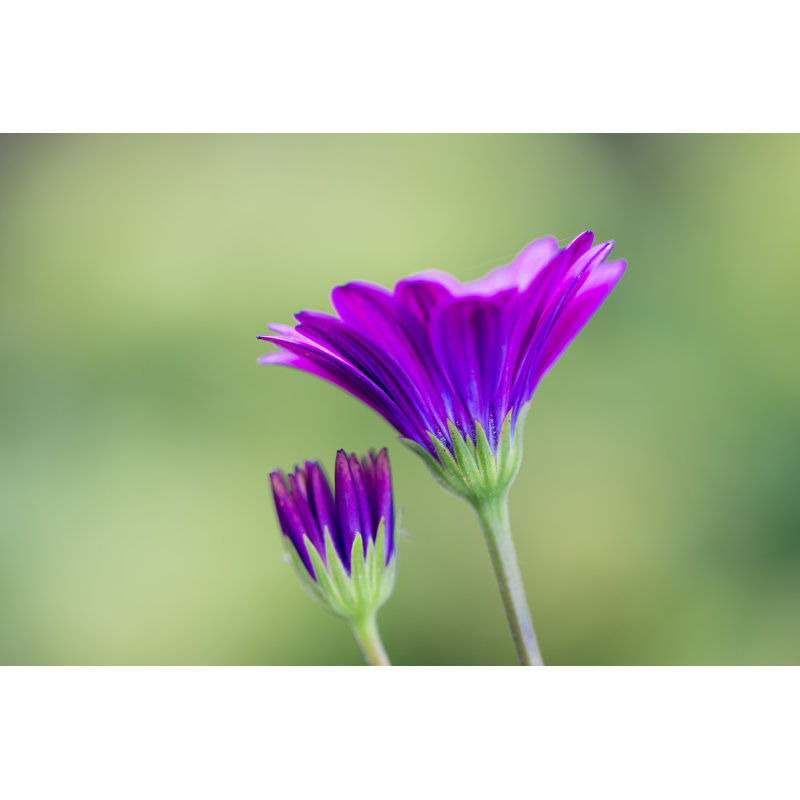 Dales African Daisies - Wrapped Canvas Print, 30cm H x 46cm W x 3.8cm D