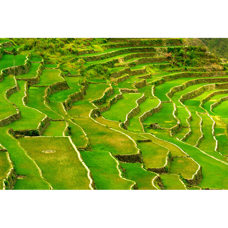 Rice Terraces by Hans Harms - Wrapped Canvas Print, 30cm H x 46cm W