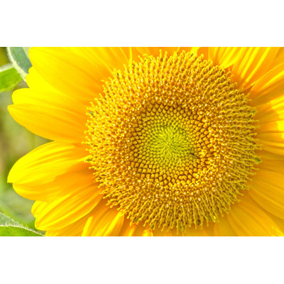 " Closeup Of Sunflower " by Jaranjen