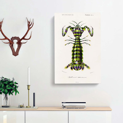 Giant Mantis Shrimp by Charles D' Orbigny - Wrapped Canvas Painting