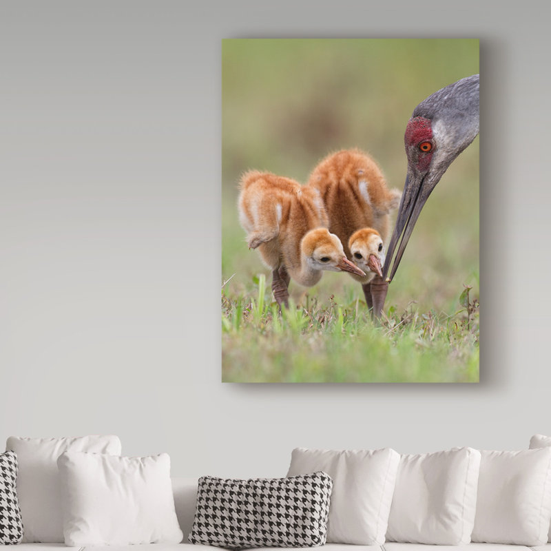 «Sandhill Crane With Chicks», reproduction de photo sur toile tendue, H 24 po x l 18 po x P 2 po