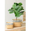 Figuier artificiel 21,7 po en pot