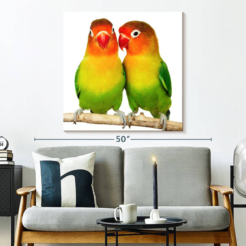Crowle Lovebirds, H 33 po x l 33 po