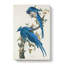 Columbia Jay - Wrapped Canvas Painting-55371524