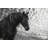 Equine Portrait III by PHBurchett - Photograph Print-1485776082-1573297817