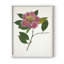 Reproduction encadrée pressée Camellia II - bois massif-309909434-309909437