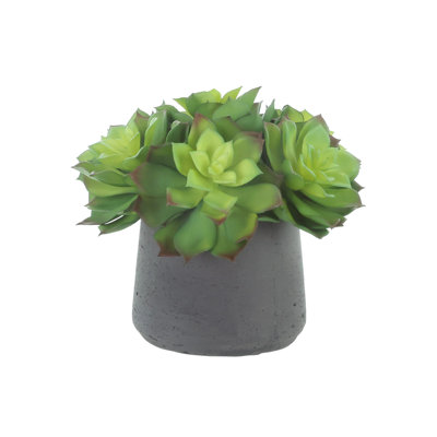 Arrangement Echeveria dans un pot en fibre de pierre
