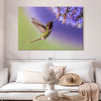 Nectar Brampt sirotant un colibri