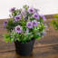 8 po Marguerite artificielle en pot noir - ensemble de 3