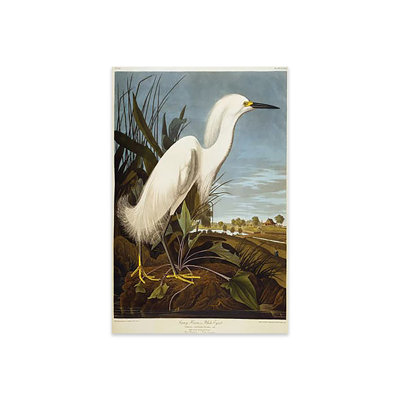 " Snowy Heron Or White Egret / Snowy Egret " by John James Audubon