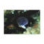 No Frame Print on Canvas-822111602