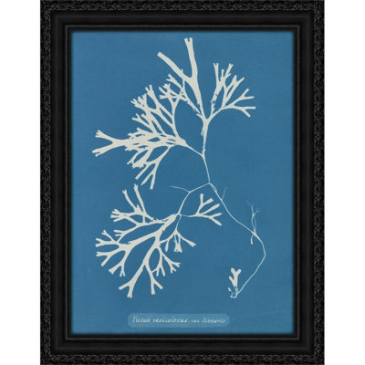 Fucus vesiculosus var. Linéaire (1843-1853)