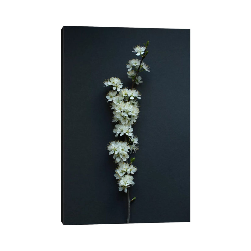 Blackthorn Blossom by Alyson Fennell - Wrapped Canvas Print, 101.6 cm H x 66.04 cm W x 1.91 cm D