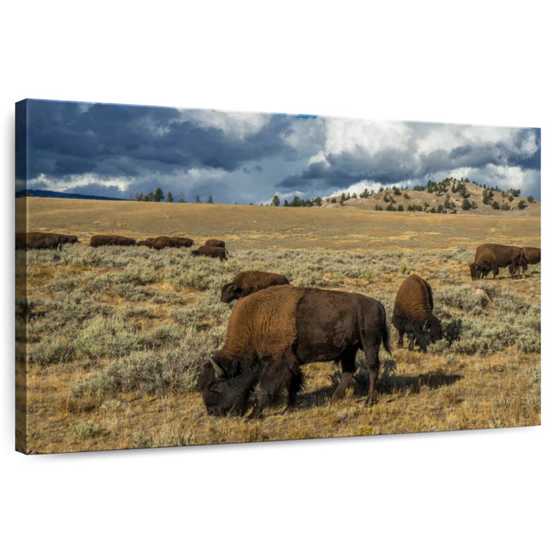 Brampt Yellowstone Bison, 32" H x 48" W