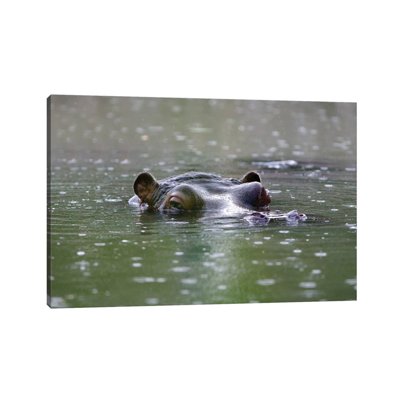 Hippo by Goran Anastasovski - Wrapped Canvas Print, 30.48cm H x 45.72cm W x 1.91m D