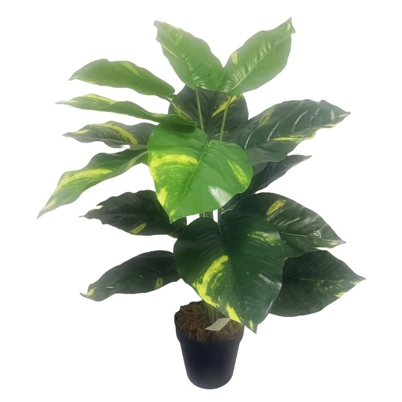 Scindapsus Aureus Plant