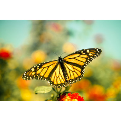 " Butterfly "