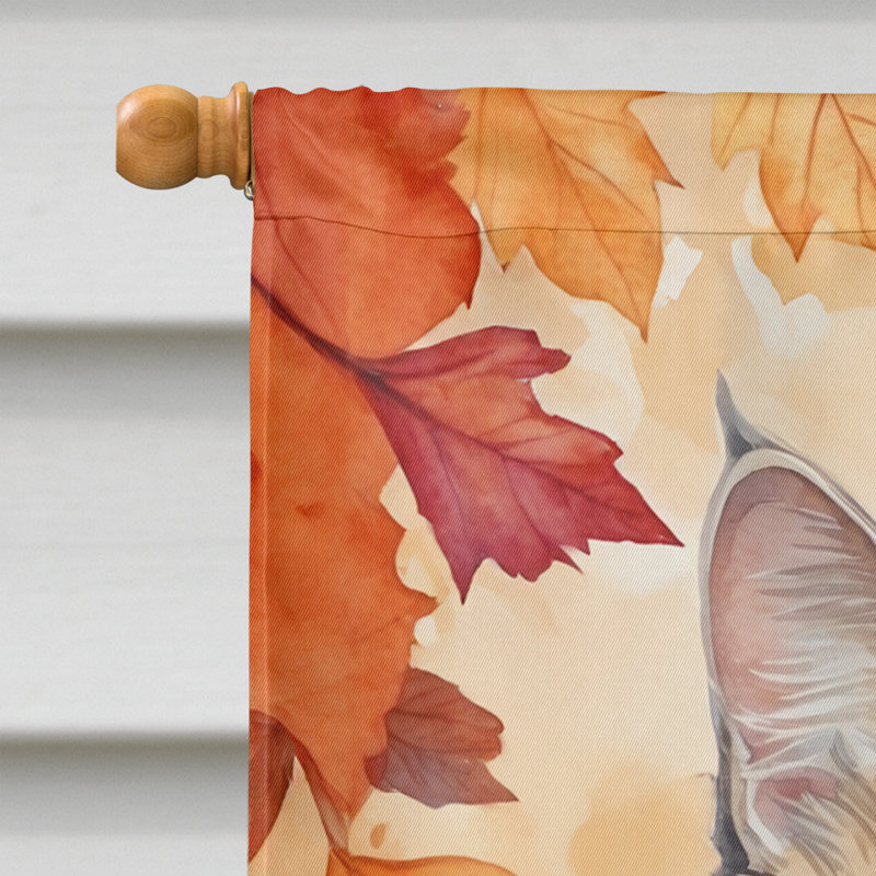 Chat en feuilles d'automne, American Curl