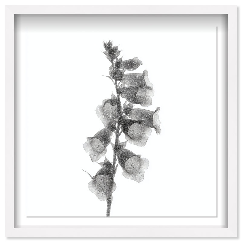 Ossified Petals II Shadowbox Floral & Botanical Print by Oliver Gal, Black Frame, 12 x 12, 13.5"H x 13.5"W, White Shadowbox