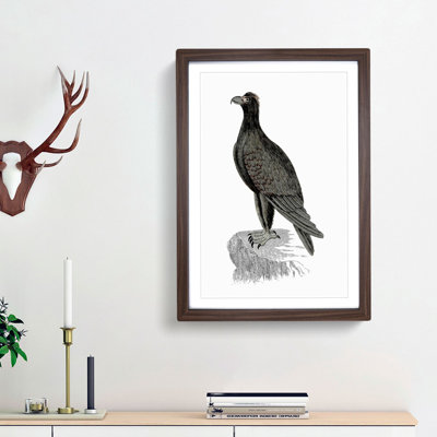 Mountain Eagle Illustration - Framed Print