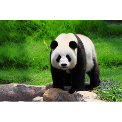 Panda by Leungchopan - Wrapped Canvas Print
