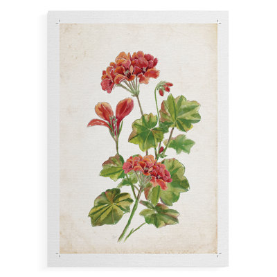 Scarlet Botanical II -Canvas Print Only - NOT FRAMED