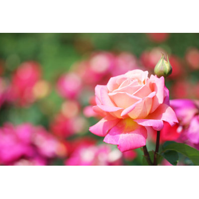 Garden Garden - Photographie sur toile tendue