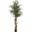 Sapin panaché ficus en pot