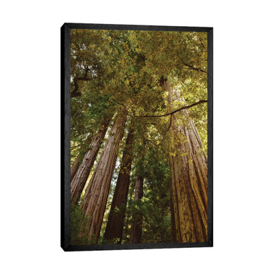 Redwood Forest by Bethany Young - Print on Canvas