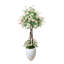Stephanotis Tree in Fiberstone Pot