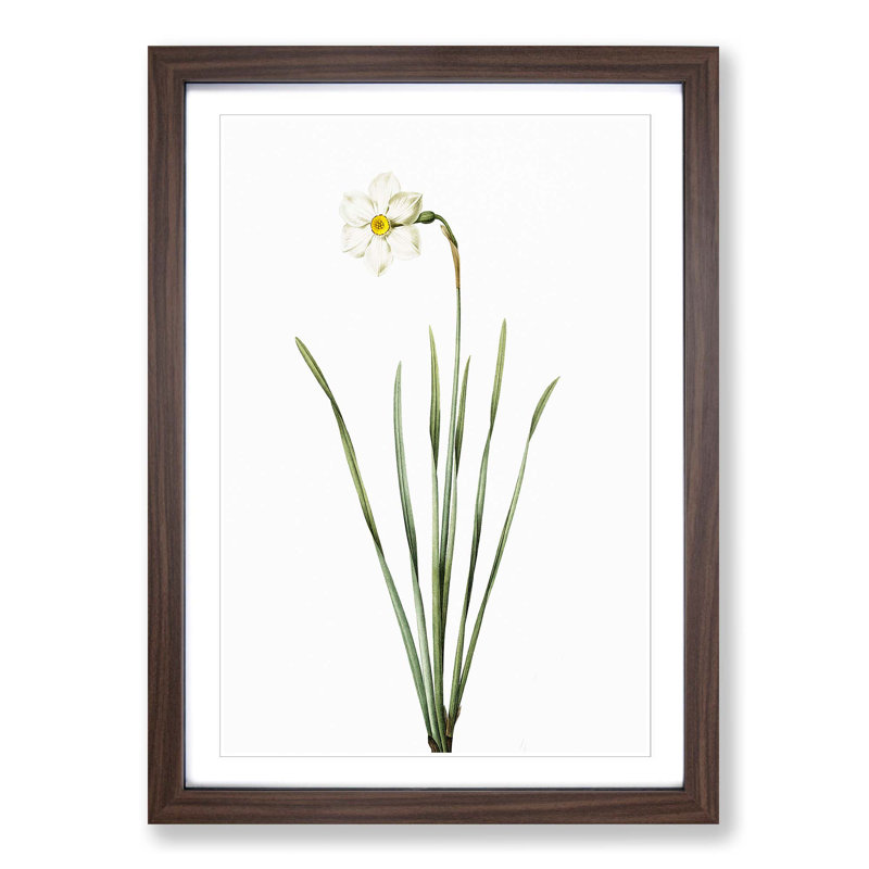 Poeticus Daffodil by Pierre-Joseph Redoute - Picture Frame Painting Print on MDF, 48cm H x 36cm W x 2cm D, Walnut Framed