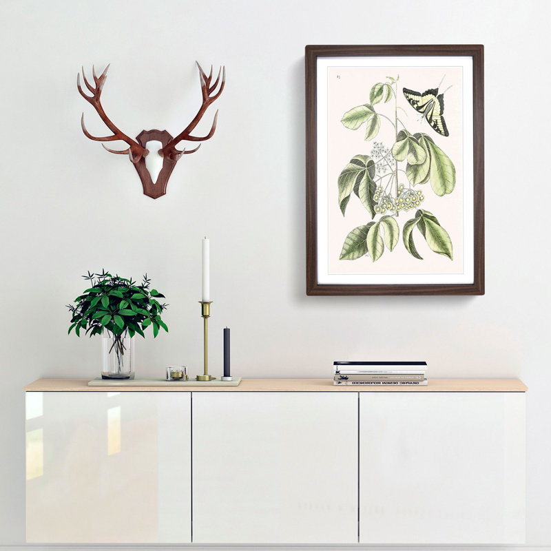 Swallowtail Butterfly by Mark Catesby - Framed Print, 87cm H x 62cm W x 2cm D, Walnut Framed