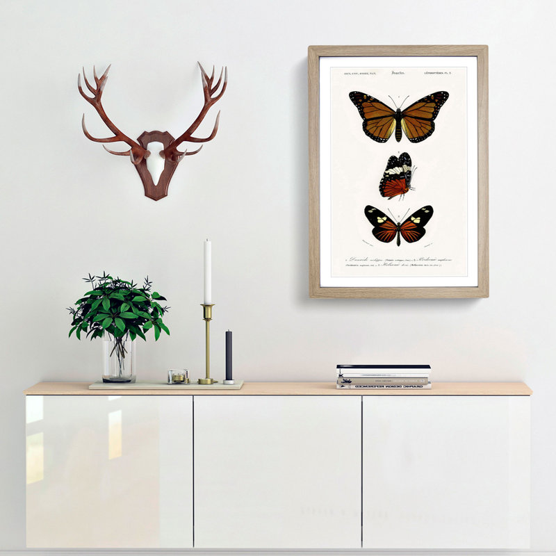 Butterfly Illustrations PL. 5 by Charles d' Orbigny - Picture Frame Graphic Art Print, Oak Framed, 65cm H x 48cm W x 2cm D