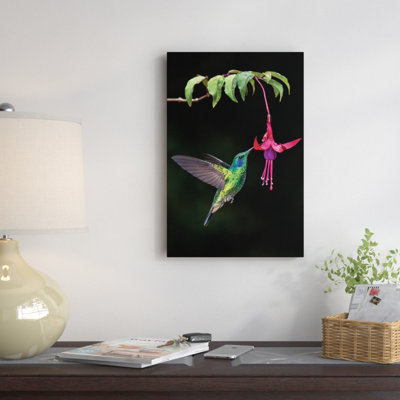 « green violetear, savegre, puntarenas province, costa rica par panoramique images », reproduction de photo sur toile tendue