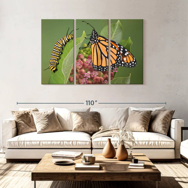 Milkweed Monarch And Caterpillar