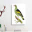 Olive-Green Pigeon by George Shaw - Wrapped Canvas Painting-55329523